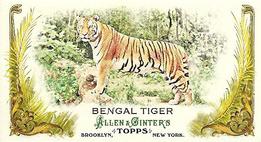 2011 Topps Allen & Ginter - Mini Animals in Peril #AP20 Bengal Tiger Front