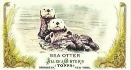 2011 Topps Allen & Ginter - Mini Animals in Peril #AP22 Sea Otter Front