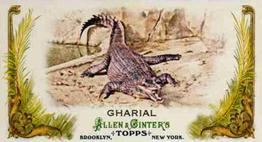 2011 Topps Allen & Ginter - Mini Animals in Peril #AP5 Gharial Front