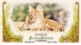 2011 Topps Allen & Ginter - Mini Animals in Peril #AP7 Dhole Front
