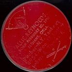 1955 Armour Coins #NNO Allie Reynolds Back