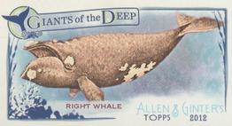 2012 Topps Allen & Ginter - Mini Giants of the Deep #GD-7 Right Whale Front
