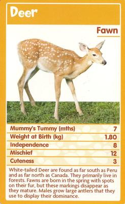 2010 Top Trumps Baby Animals #NNO White-tailed Deer Front