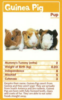 2010 Top Trumps Baby Animals #NNO Guinea Pig Front