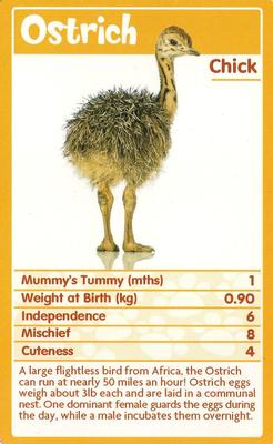 2010 Top Trumps Baby Animals #NNO Ostrich Front