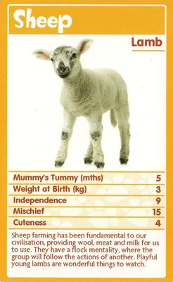 2010 Top Trumps Baby Animals #NNO Sheep Front