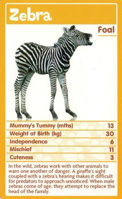 2010 Top Trumps Baby Animals #NNO Zebra Front