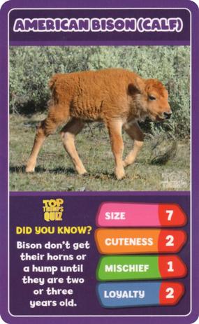 2020 Top Trumps Baby Animals #NNO American Bison (Calf) Front