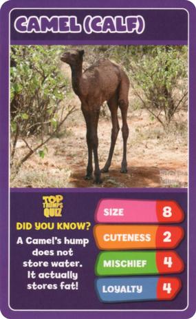 2020 Top Trumps Baby Animals #NNO Camel (Calf) Front