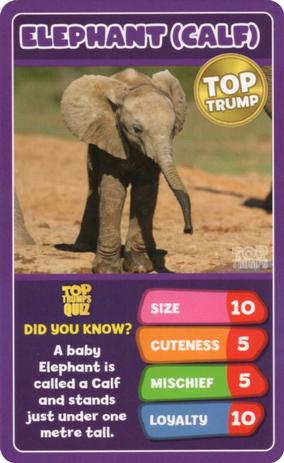 2020 Top Trumps Baby Animals #NNO Elephant (Calf) Front