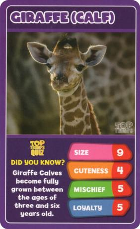 2020 Top Trumps Baby Animals #NNO Giraffe (Calf) Front