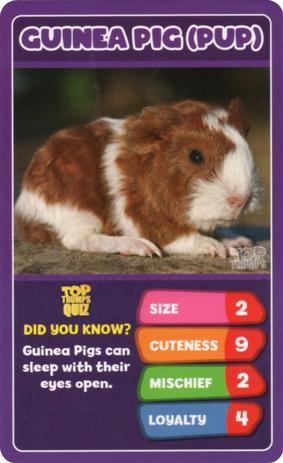 2020 Top Trumps Baby Animals #NNO Guinea Pig (Pup) Front