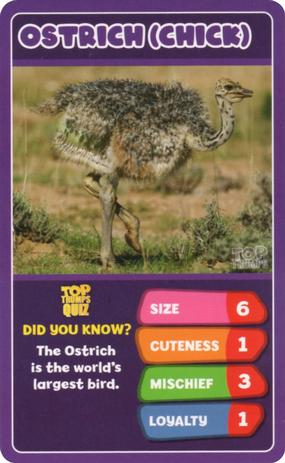 2020 Top Trumps Baby Animals #NNO Ostrich (Chick) Front