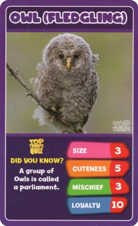 2020 Top Trumps Baby Animals #NNO Owl (Fledgling) Front