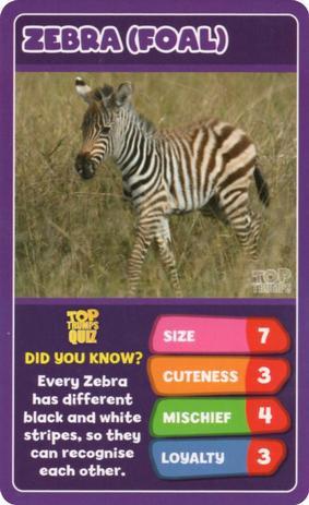 2020 Top Trumps Baby Animals #NNO Zebra (Foal) Front