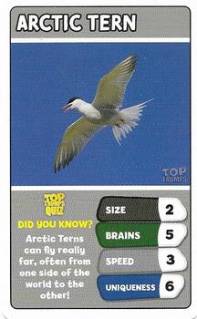 2022 Top Trumps Arctic Animals #NNO Arctic Tern Front