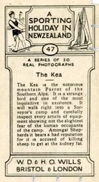 1928 Wills's A Sporting Holiday In New Zealand #47 The Kea Back