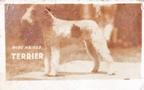 1948 Topps Magic Photos (R714-27) #1G Terrier Front