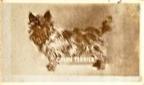 1948 Topps Magic Photos (R714-27) #3G Cairn Terrier Front
