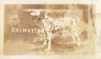 1948 Topps Magic Photos (R714-27) #8G Dalmatian Front