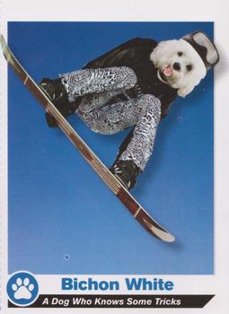2013 Sports Illustrated for Kids #D3 Bichon White Front