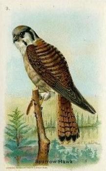 1931 Church & Dwight Useful Birds of America Sixth Series (J9-2) #3 American Sparrow Hawk Front