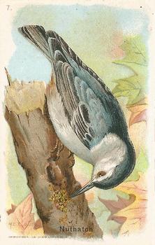 1931 Church & Dwight Useful Birds of America Sixth Series (J9-2) #7 Nuthatch Front