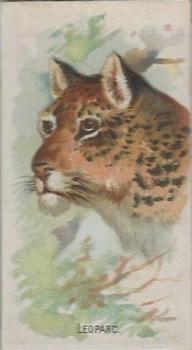 1909 Philadelphia Caramel Zoo (E28) #NNO Leopard Front