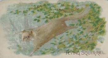 1909 Philadelphia Caramel Zoo (E28) #NNO Flying Squirrel Front