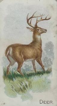 1909 Philadelphia Caramel Zoo (E28) #NNO Deer Front