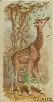 1909 Philadelphia Caramel Zoo (E28) #NNO Giraffe Front