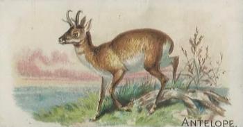 1909 Philadelphia Caramel Zoo (E28) #NNO Antelope Front