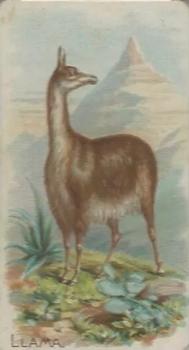 1909 Philadelphia Caramel Zoo (E28) #NNO Llama Front