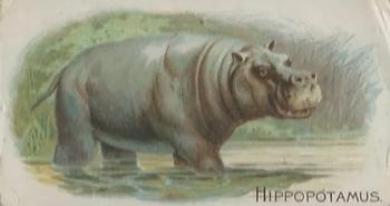 1909 Philadelphia Caramel Zoo (E28) #NNO Hippopotamus Front
