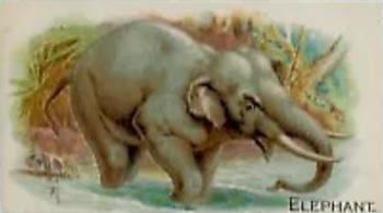 1909 Philadelphia Caramel Zoo (E28) #NNO Elephant Front