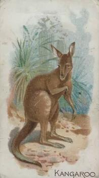 1909 Philadelphia Caramel Zoo (E28) #NNO Kangaroo Front