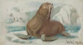 1909 Philadelphia Caramel Zoo (E28) #NNO Walrus Front