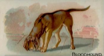 1909 Philadelphia Caramel Zoo (E28) #NNO Bloodhound Front