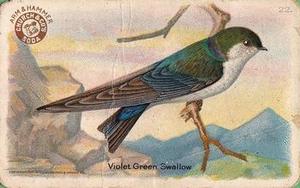 1922 Church & Dwight Useful Birds of America Third Series (J7) #22 Violet Green Swallow Front