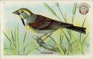 1922 Church & Dwight Useful Birds of America Third Series (J7) #1 Dickcissel Front