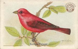 1922 Church & Dwight Useful Birds of America Third Series (J7) #2 Summer Tanager Front