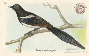 1922 Church & Dwight Useful Birds of America Third Series (J7) #6 American Magpie Front