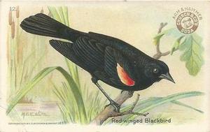 1922 Church & Dwight Useful Birds of America Third Series (J7) #12 Red-winged Blackbird Front