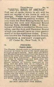 1922 Church & Dwight Useful Birds of America Third Series (J7) #14 Phoebe Back