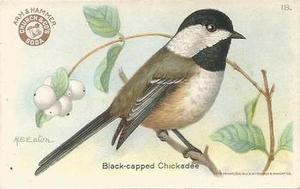 1922 Church & Dwight Useful Birds of America Third Series (J7) #18 Black-capped Chickadee Front
