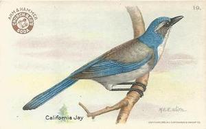 1922 Church & Dwight Useful Birds of America Third Series (J7) #19 California Jay Front