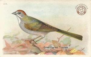 1922 Church & Dwight Useful Birds of America Third Series (J7) #23 Green-tailed Towhee Front