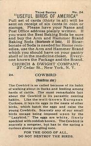 1922 Church & Dwight Useful Birds of America Third Series (J7) #24 Cowbird Back