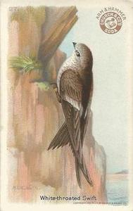 1922 Church & Dwight Useful Birds of America Third Series (J7) #27 White-throated Swift Front
