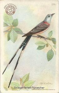 1922 Church & Dwight Useful Birds of America Third Series (J7) #29 Scissor-tailed Flycatcher Front